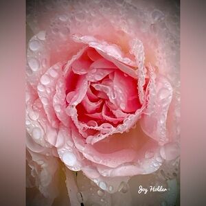 Close-Up Pink Rose Photo Print 8x10